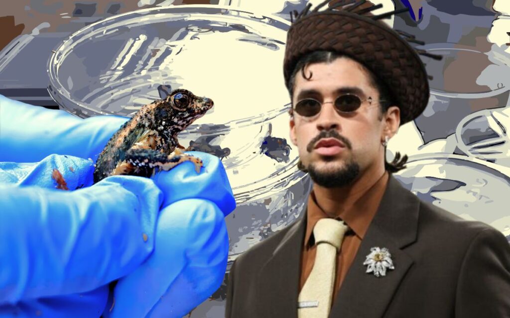 El sapo concho de Bad Bunny: de símbolo de conservación a ícono de protesta anti-ICE