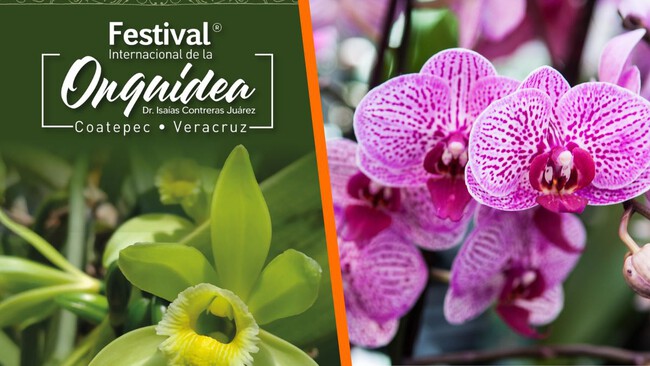 Coatepec celebra su esencia cafetalera y floral con dos grandes festivales en 2026